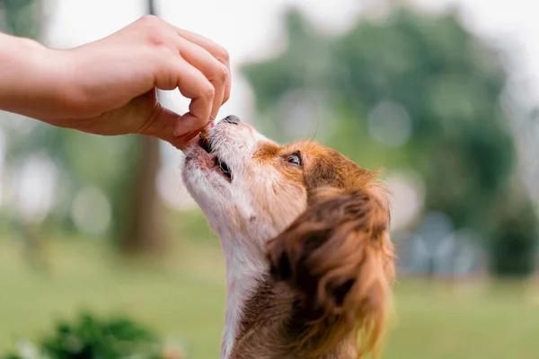 How CBD Can Help Dogs Enjoy a Relaxed Summer