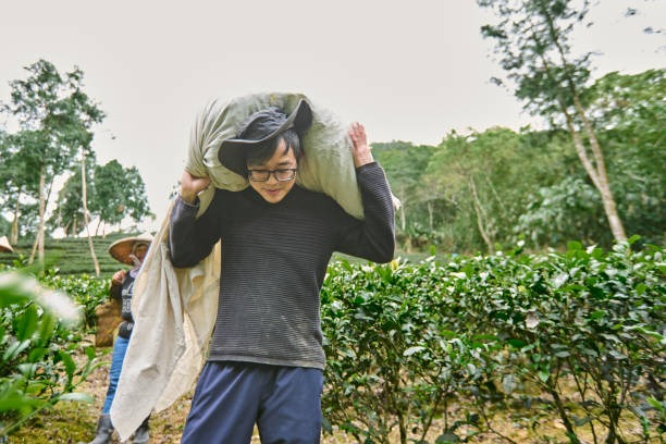 Rooted in Calm Discover the Magic of Herbal Garden Wellness